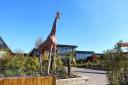 Colchester Zoo