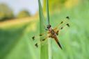 Four-spotted chaser dragonfly roosting at Wicken Fen, Cambridgeshire (Ross Hoddinott/National Trust/PA)