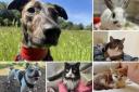 Can you help find these Dorset RSPCA pets a home?
