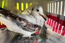 A gull was rescued from what was described as a potentially 