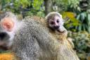 Cute - the newly born squirrel monkey