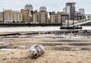 Londoners have spotted a seal relaxing on the banks of the River Thames near Canary Wharf on Rotherhithe Beach.