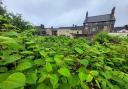 Environet’s data reveals that Tower Hamlets recorded 300 sightings of Japanese knotweed so far this year