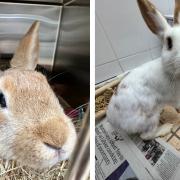 The rabbits were found by a member of the public in Stepney Way