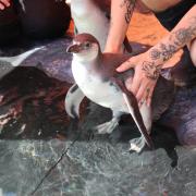 London Zoo's Humboldt penguins chicks have just learned to swim