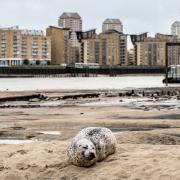 Londoners have spotted a seal relaxing on the banks of the River Thames near Canary Wharf on Rotherhithe Beach.