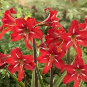 Amaryllis Christmas Star