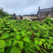 Environet’s data reveals that Tower Hamlets recorded 300 sightings of Japanese knotweed so far this year