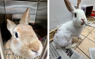 The rabbits were found by a member of the public in Stepney Way