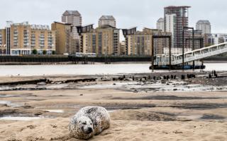 Londoners have spotted a seal relaxing on the banks of the River Thames near Canary Wharf on Rotherhithe Beach.