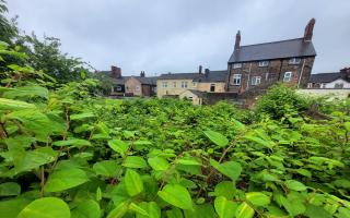 Environet’s data reveals that Tower Hamlets recorded 300 sightings of Japanese knotweed so far this year